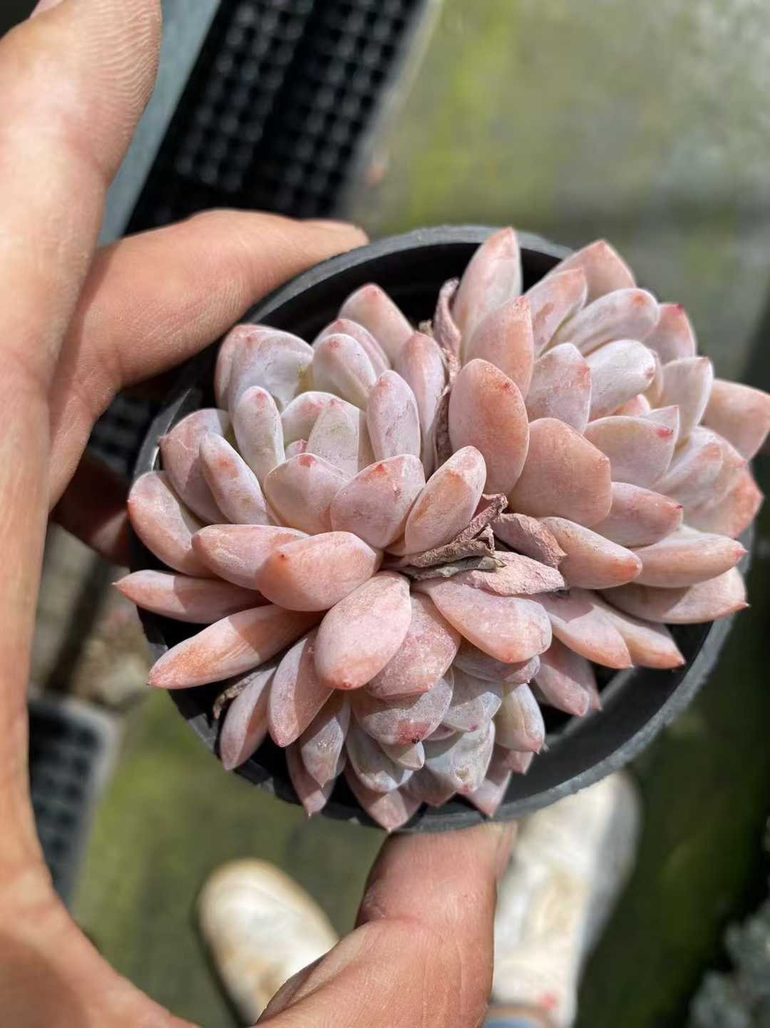 多肉植物 モンローグン 35株セット 3号鉢 品番AF00029