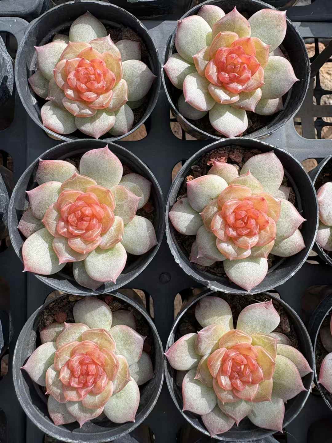 多肉植物 さくらんぼ 50株セット 2号鉢 品番AD00179