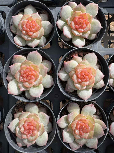 多肉植物 さくらんぼ 50株セット 2号鉢 品番AD00179