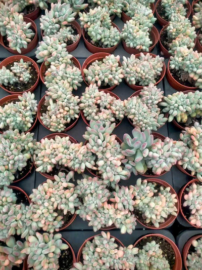 多肉植物 ミカヅキビジンテッカ 35株セット 3号鉢 品番ZG00014