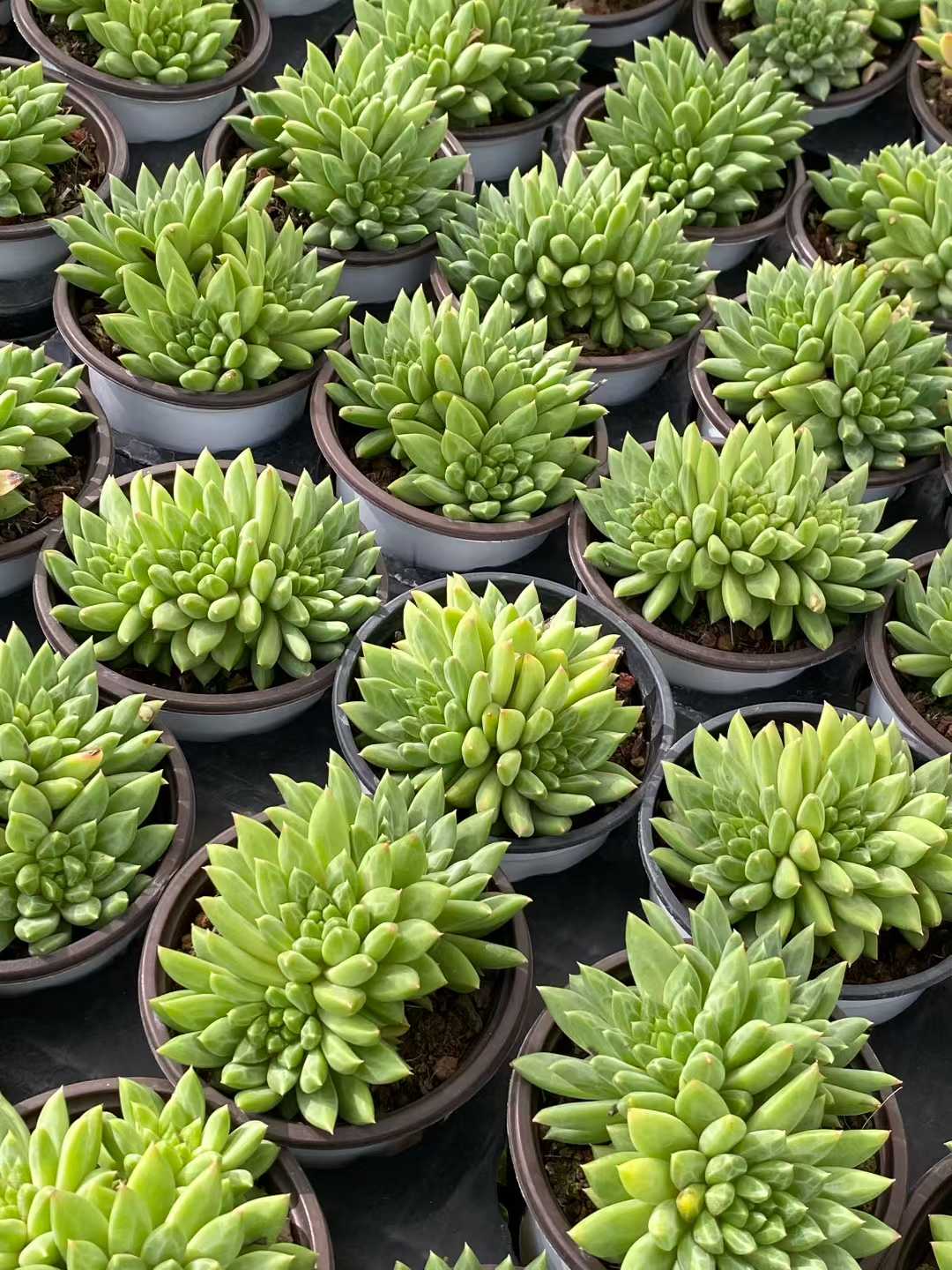 多肉植物 コウコツブン・グン 18株セット 3号鉢 品番AA00157