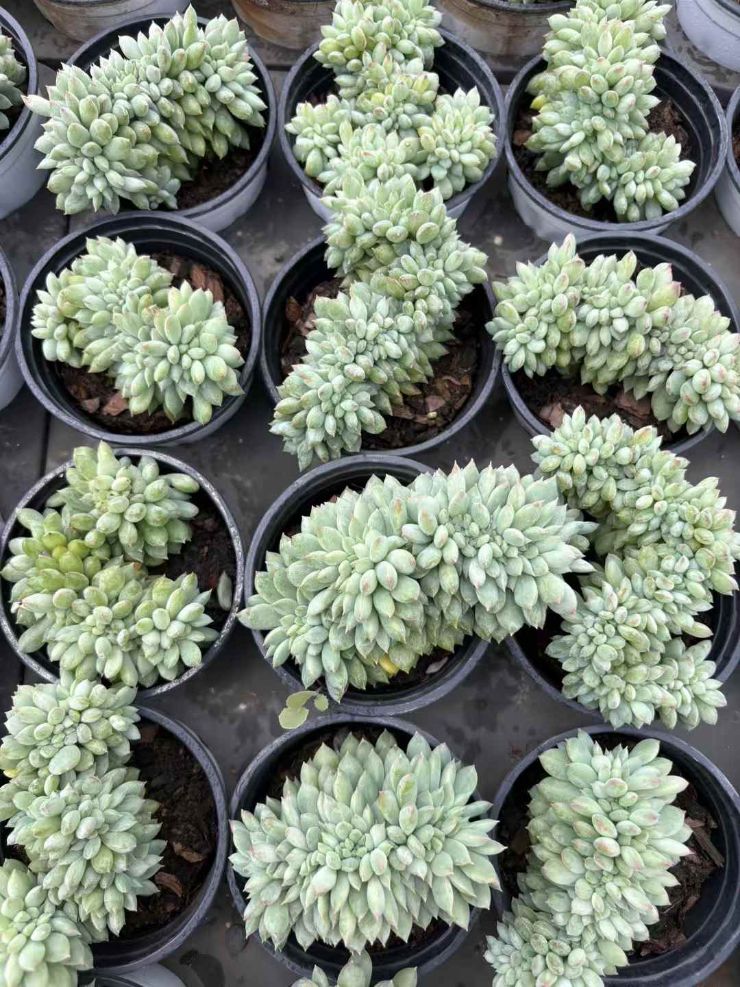 多肉植物 ライムビジンけい 18株セット 3号鉢 品番AD00218