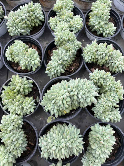 多肉植物 ライムビジンけい 18株セット 3号鉢 品番AD00218