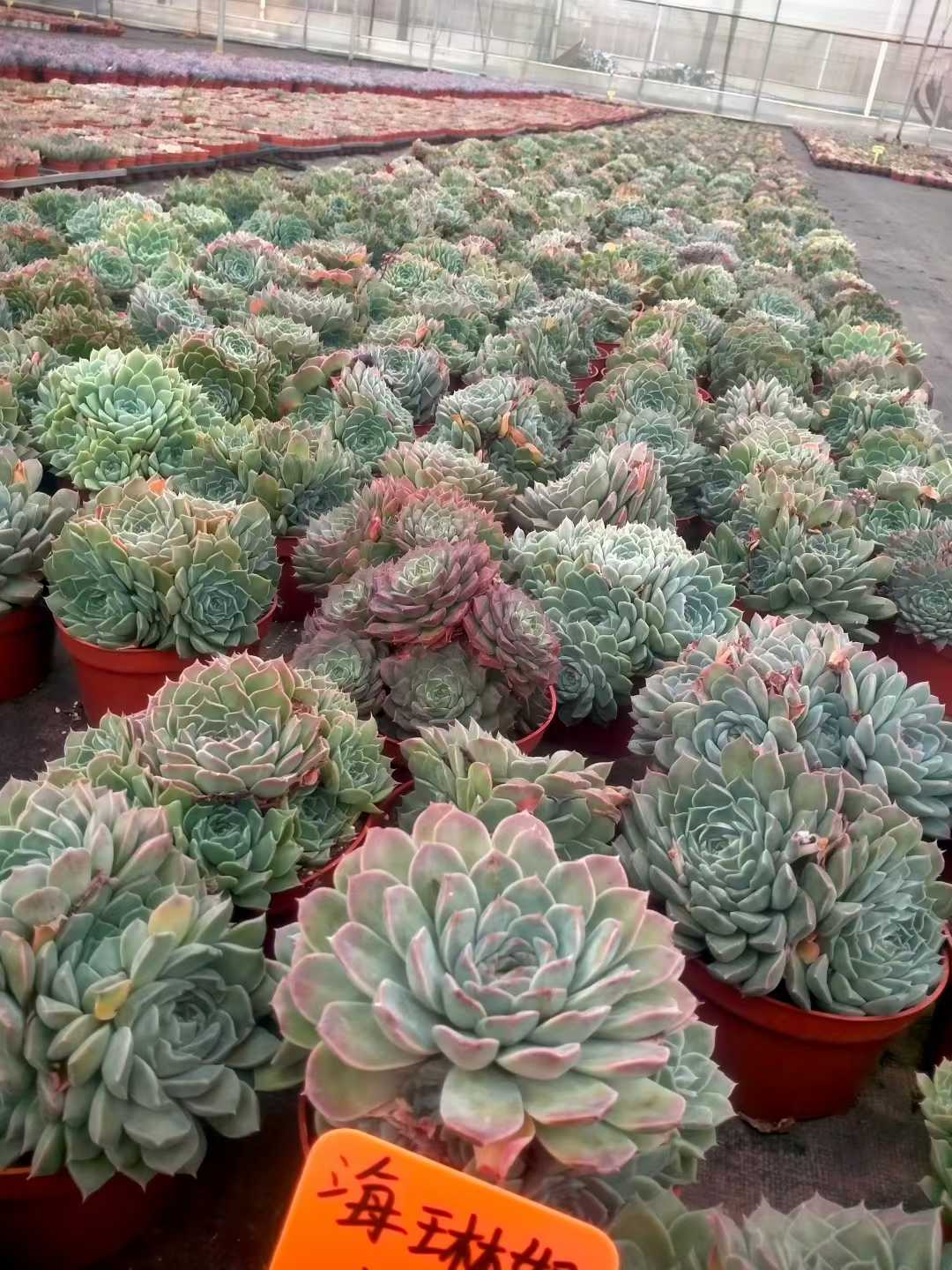 多肉植物 ハイリナ 12株セット 5号鉢 品番ZG00064