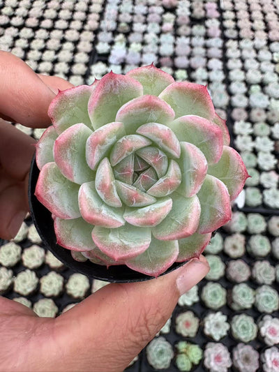 多肉植物 リリス 50株セット 2号鉢 品番AD00008