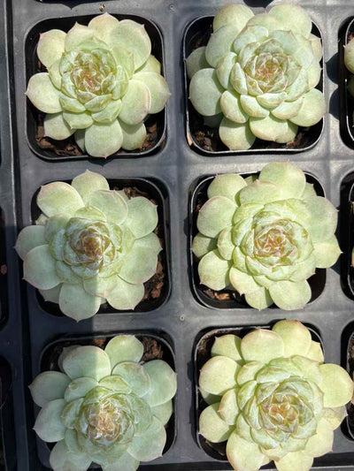 多肉植物 ライラック 50株セット 2.5号鉢 品番AD00188