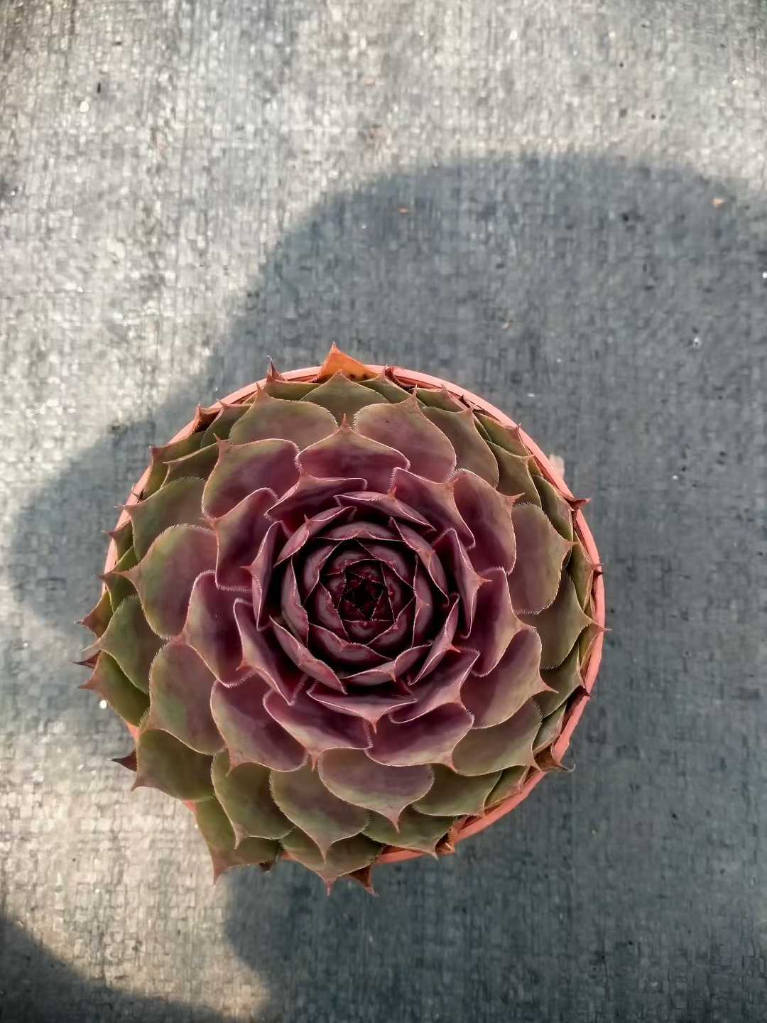 多肉植物 シンシュソウ 35株セット 3号鉢 品番ZG00019