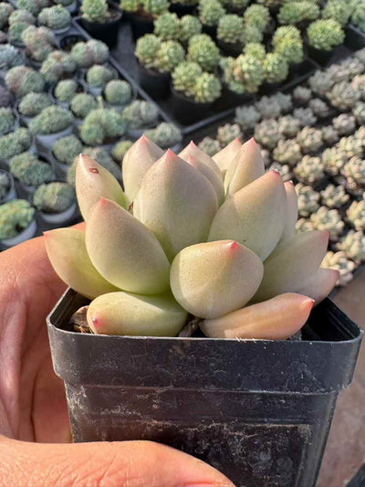 多肉植物 カルーソ 50株セット 2.5号鉢 品番AD00118