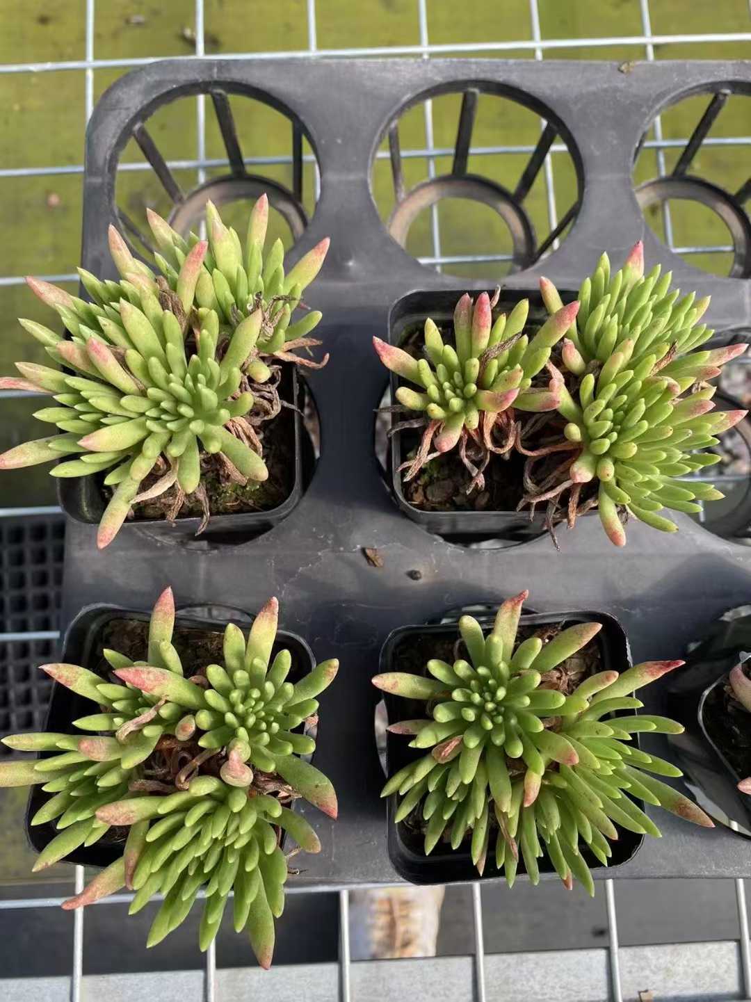 多肉植物 ウィスシンダグン 54株セット 2.5号鉢 品番AF00028