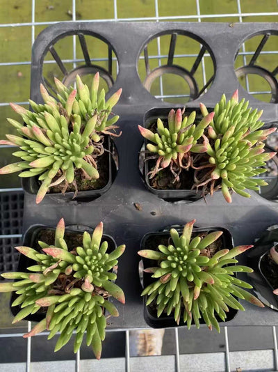多肉植物 ウィスシンダグン 54株セット 2.5号鉢 品番AF00028
