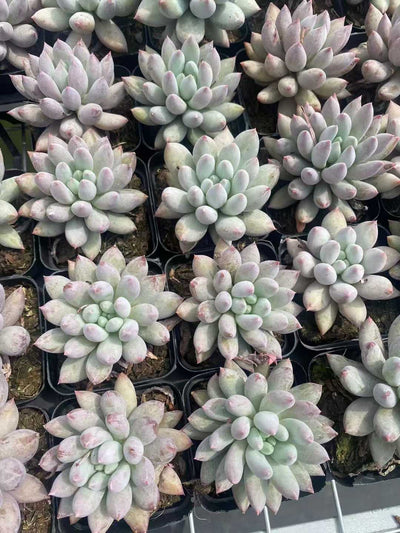 多肉植物 ソロモン 50株セット 2.5号鉢 品番AF00001