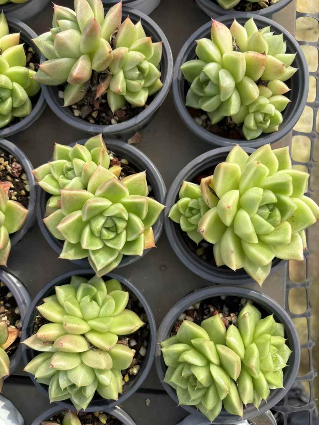 多肉植物 ひょうほうりゅう 18株セット 3号鉢 品番AD00224