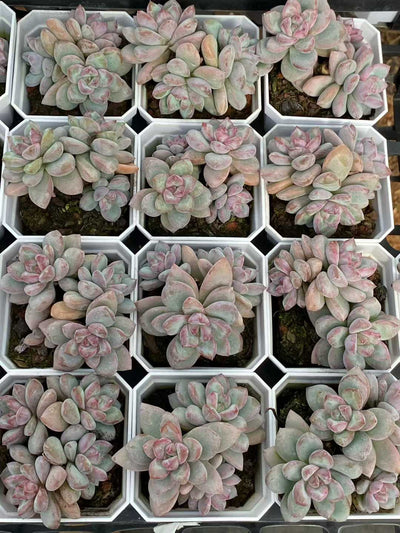 多肉植物 サクラ・スノー・シングル 50株セット 2.5号鉢 品番AA00122