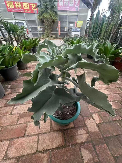 多肉植物 センニョノマイ 2株セット 9号鉢 品番ZG00039