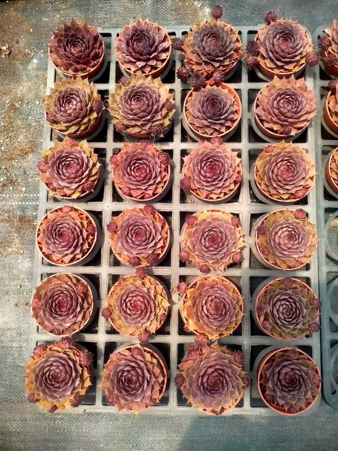 多肉植物 シンシュソウ 35株セット 3号鉢 品番ZG00019