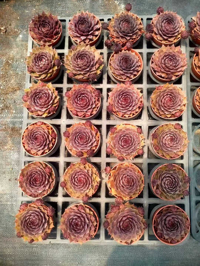 多肉植物 シンシュソウ 35株セット 3号鉢 品番ZG00019