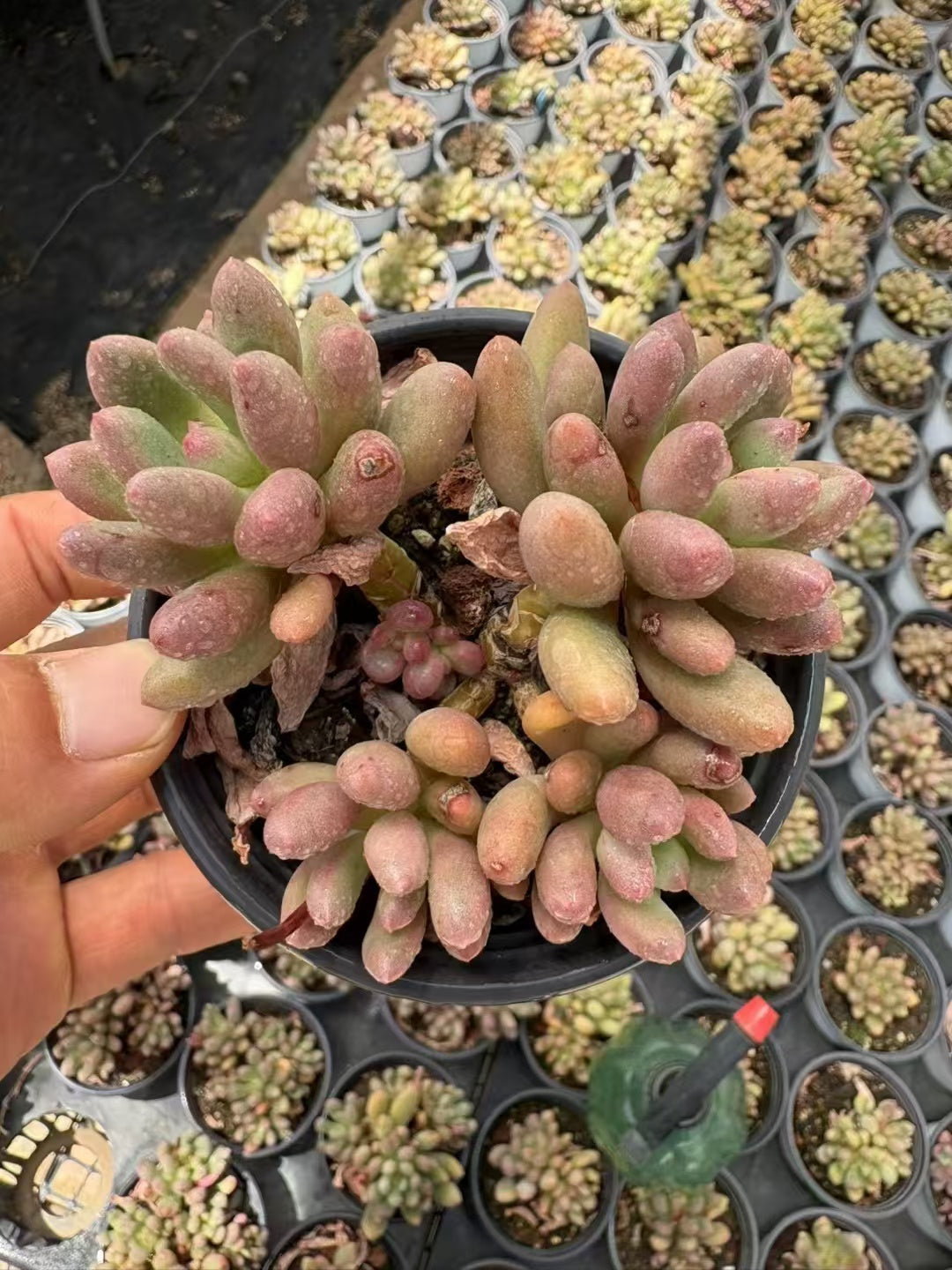 多肉植物 そうしず 36株セット 3号鉢 品番AD00140