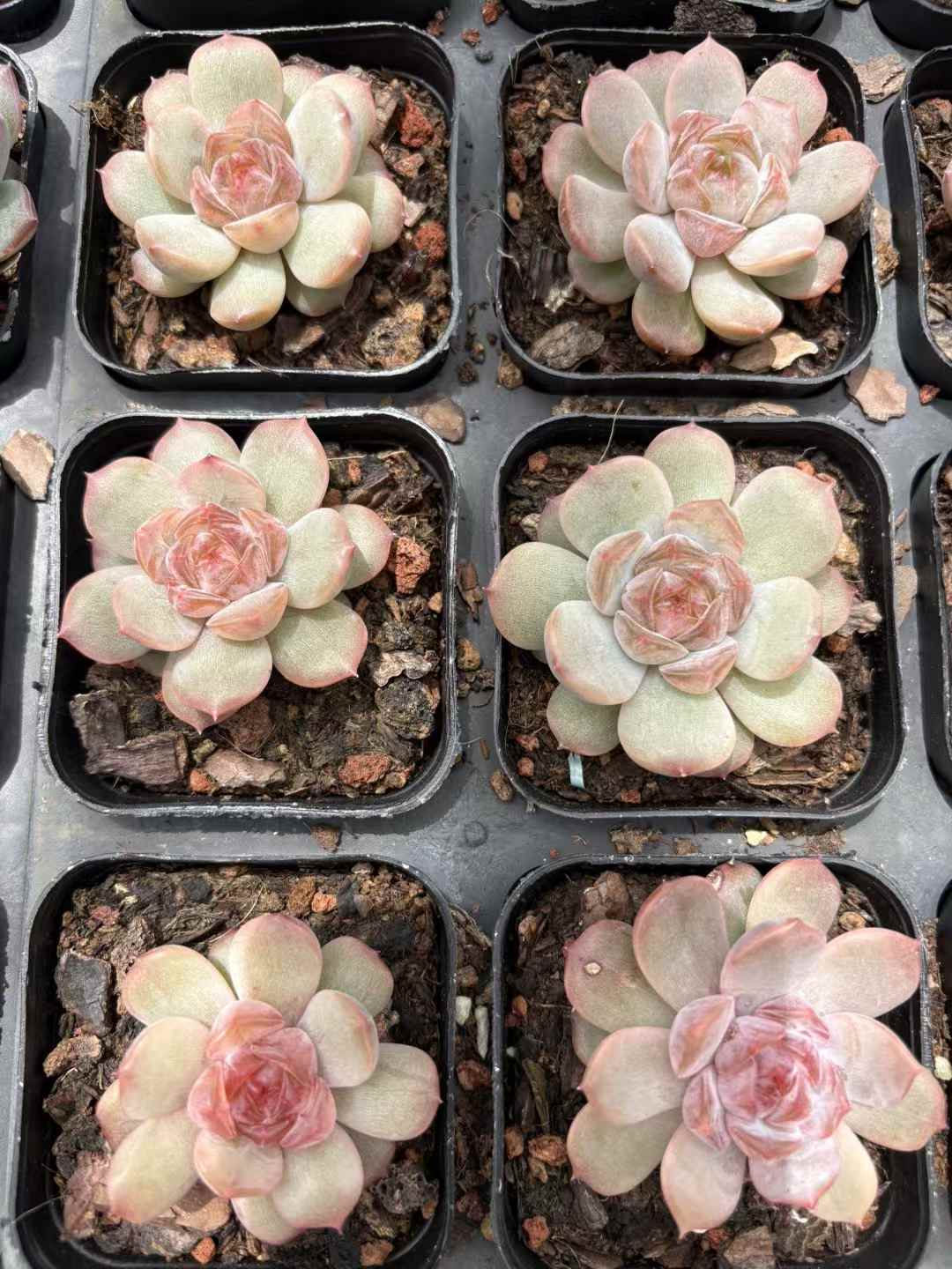 多肉植物 くれないこい 50株セット 2.5号鉢 品番AD00167