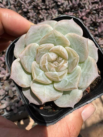 多肉植物 カイエルソ 50株セット 2.5号鉢 品番AD00191