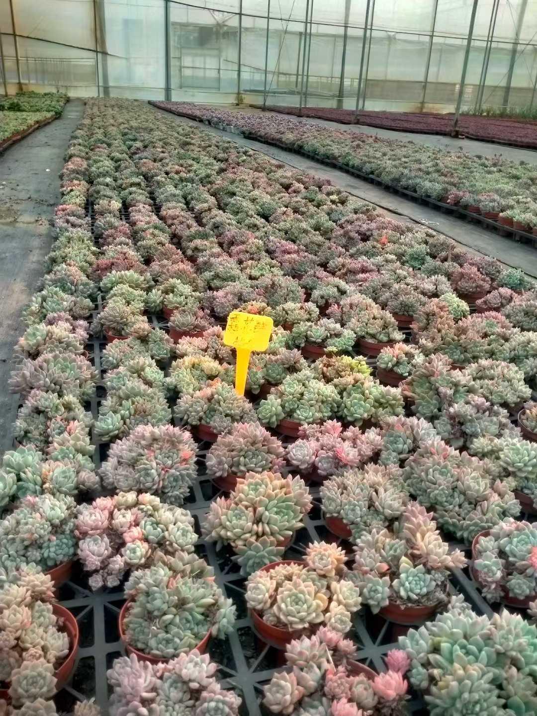 多肉植物 ソウカグン 24株セット 4号鉢 品番ZG00021