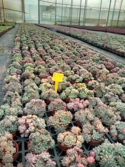 多肉植物 ソウカグン 24株セット 4号鉢 品番ZG00021