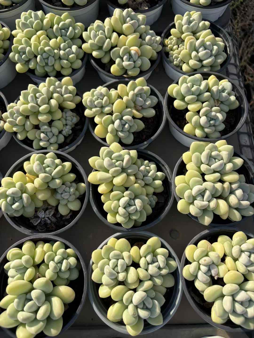 多肉植物 バブルガム 18株セット 3号鉢 品番AD00226