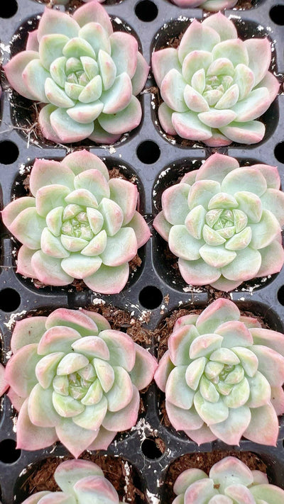 多肉植物 イナカヅキ 105株セット 品番AH00026