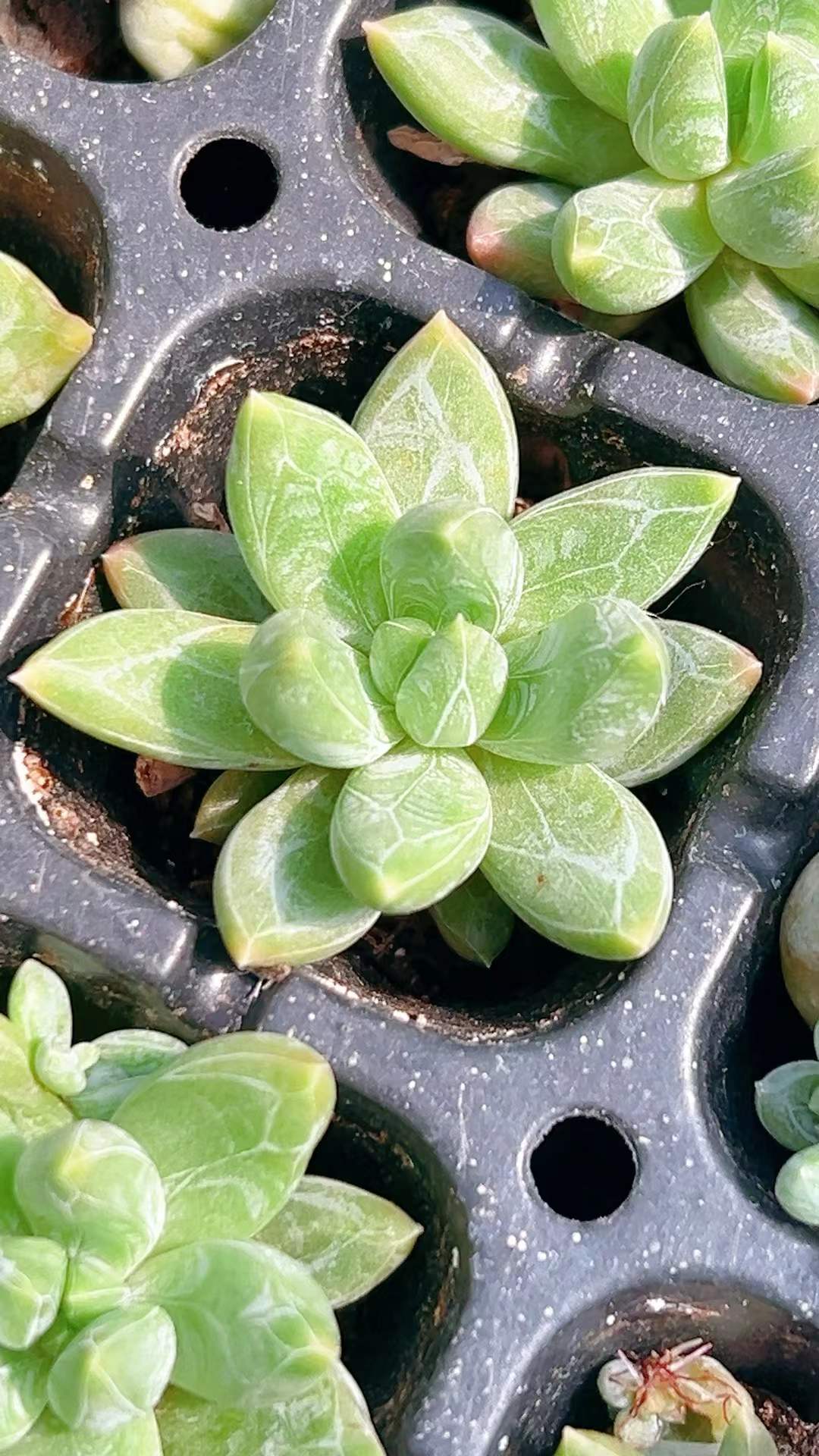 多肉植物 センカラー 105株セット 品番AH00008