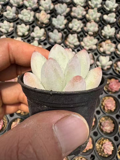 多肉植物 パフューム 50株セット 2号鉢 品番AD00020