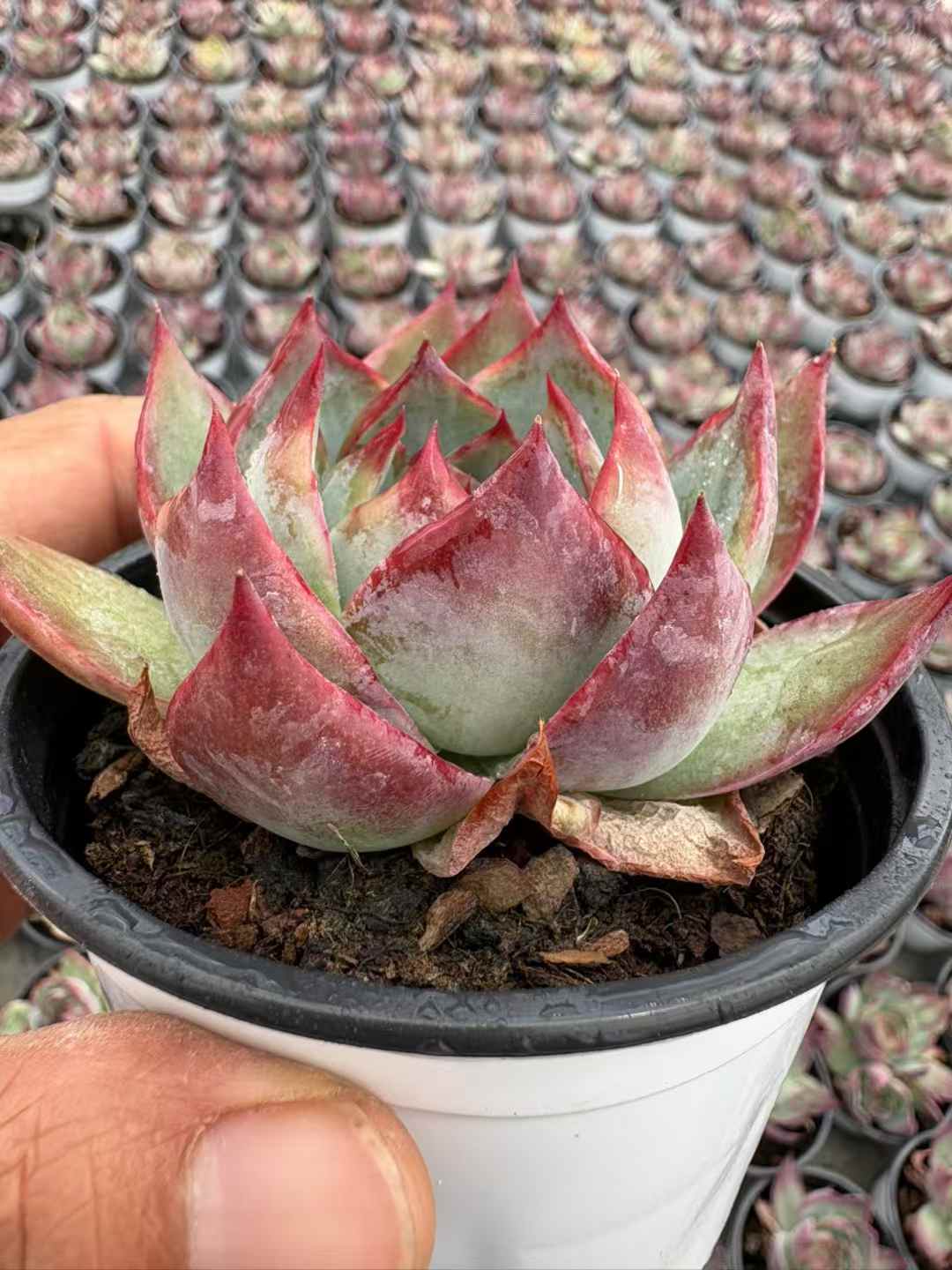 多肉植物 きょうこうせんし 18株セット 3号鉢 品番AD00217