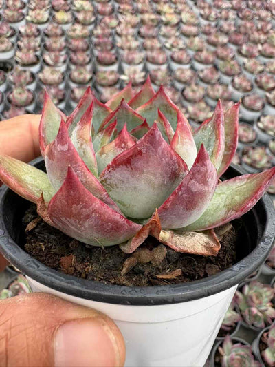 多肉植物 きょうこうせんし 18株セット 3号鉢 品番AD00217