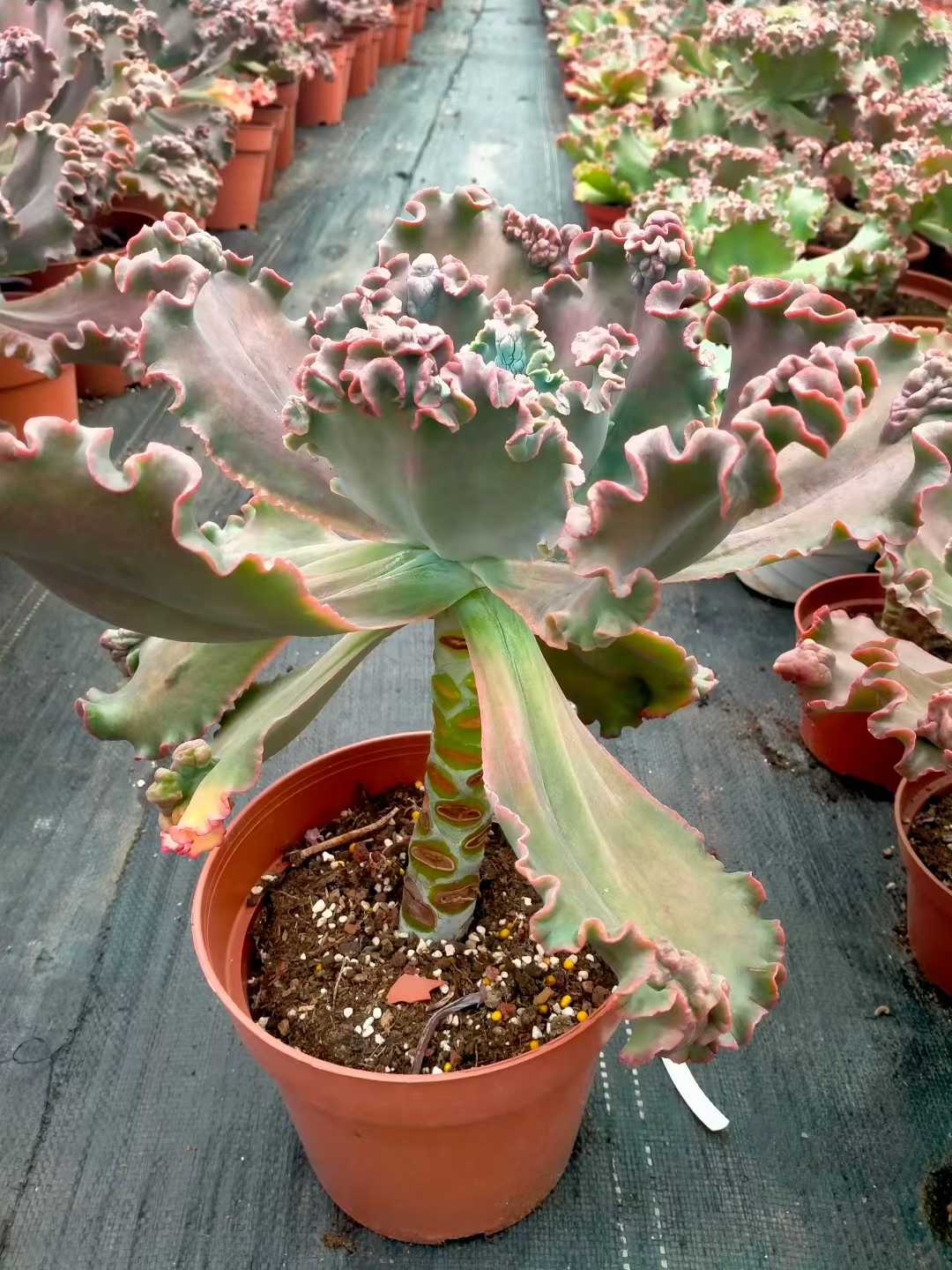 多肉植物 ダンシャク 8株セット 6号鉢 品番ZG00015