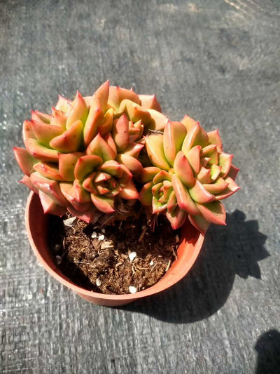 多肉植物 ラボタン 35株セット 3号鉢 品番ZG00013