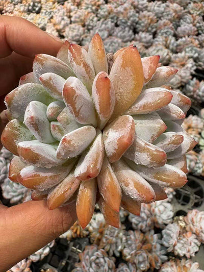多肉植物 オレンジそうとう 50株セット 2.5号鉢 品番AD00203