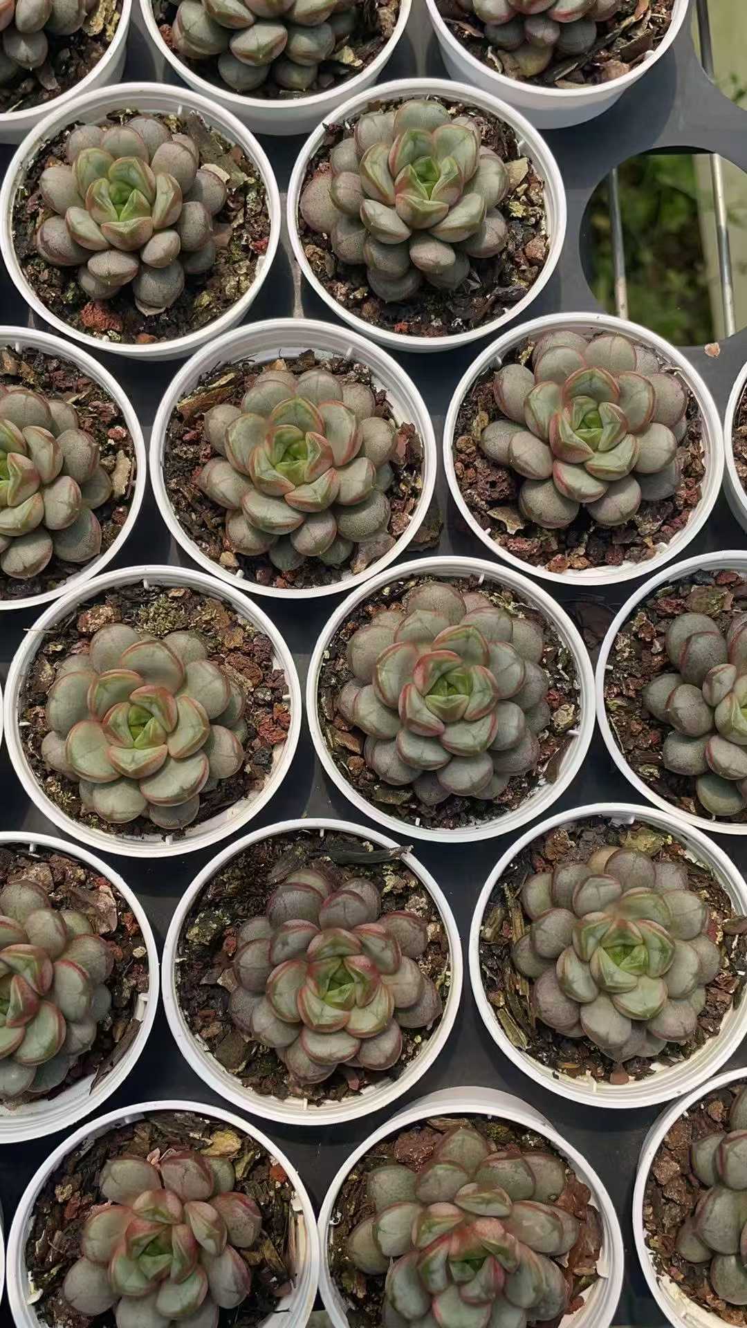 多肉植物 ブドウ 50株セット 2号鉢 品番AE00042