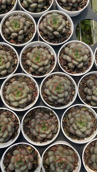 多肉植物 ブドウ 50株セット 2号鉢 品番AE00042