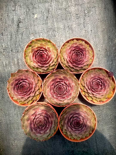 多肉植物 シンシュソウ 35株セット 3号鉢 品番ZG00019