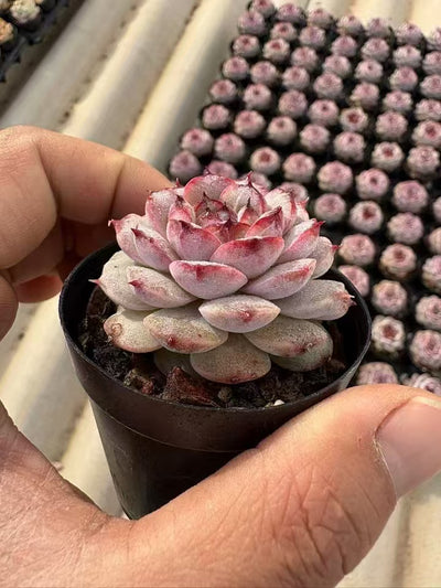 多肉植物 むらさきざくろ 50株セット 2号鉢 品番AD00030