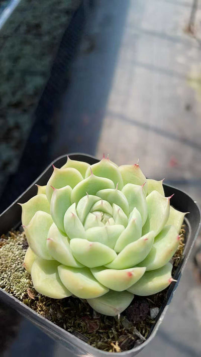 多肉植物 ムギワラ 50株セット 2.5号鉢 品番AE00016