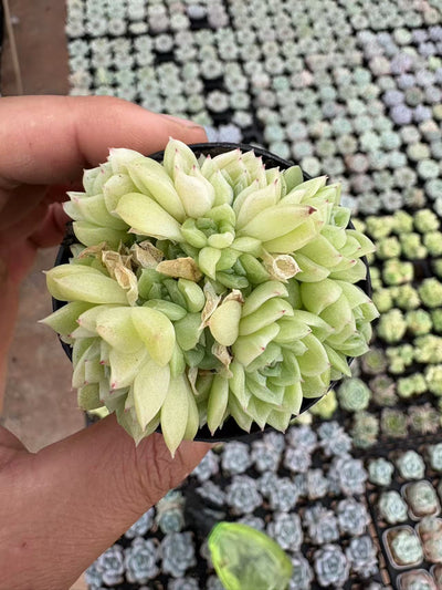 多肉植物 ショウイマイ 50株セット 2号鉢 品番AD00010