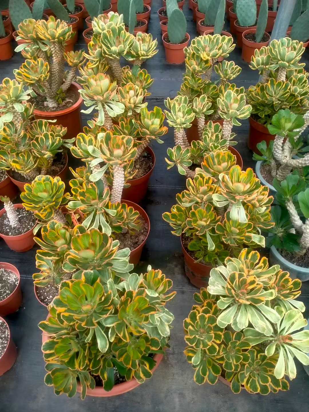 多肉植物 ホタテキリンニシキ 6株セット 9号鉢 品番ZG00028