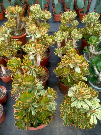 多肉植物 ホタテキリンニシキ 6株セット 9号鉢 品番ZG00028