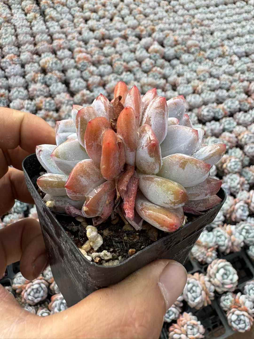 多肉植物 マリリンそうとう 50株セット 2.5号鉢 品番AD00112