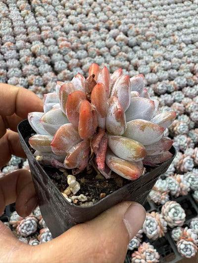 多肉植物 マリリンそうとう 50株セット 2.5号鉢 品番AD00112