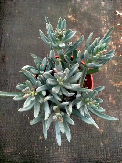 多肉植物 アオマツ 35株セット 3号鉢 品番ZG00065