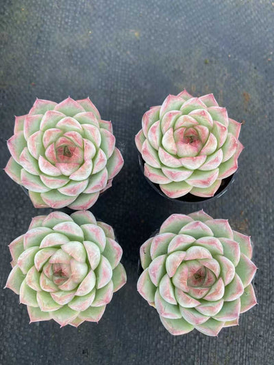 多肉植物 モモクンジョオウ55シャープ 54株セット 2号鉢 品番AF00052