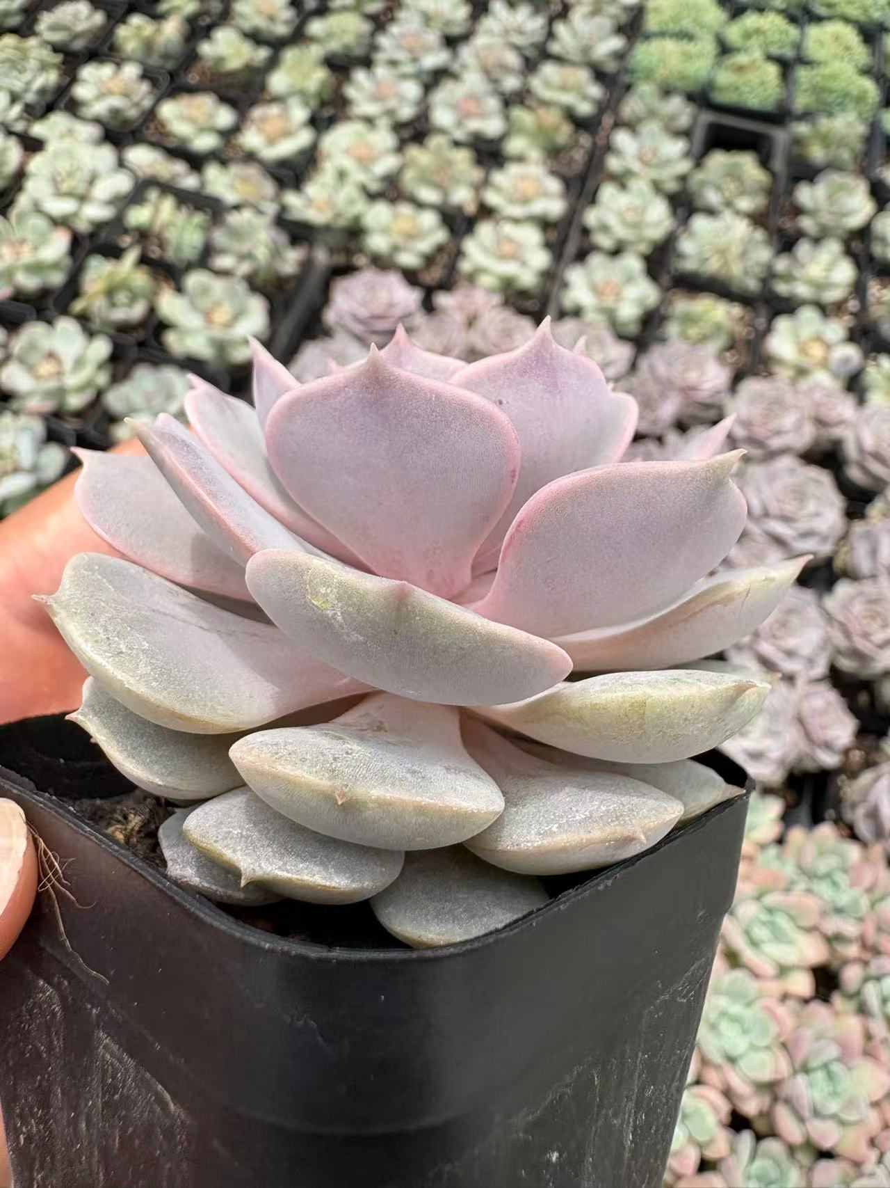 多肉植物 ルナレン 50株セット 2.5号鉢 品番AD00177