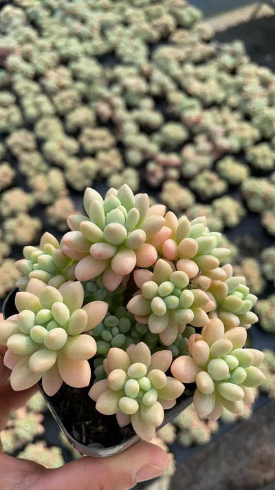 多肉植物 ロココ 50株セット 2.5号鉢 品番AE00013