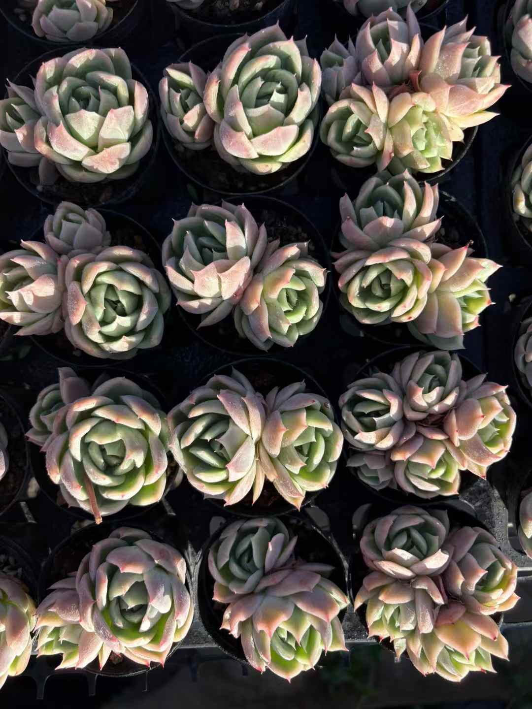 多肉植物 ファントム 50株セット 2号鉢 品番AD00005