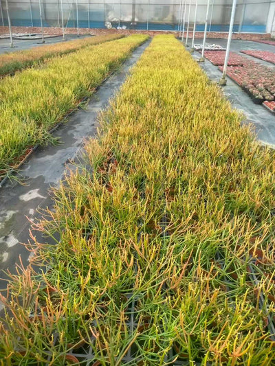 多肉植物 ベニサンゴセイショウ 24株セット 4号鉢 品番ZG00023